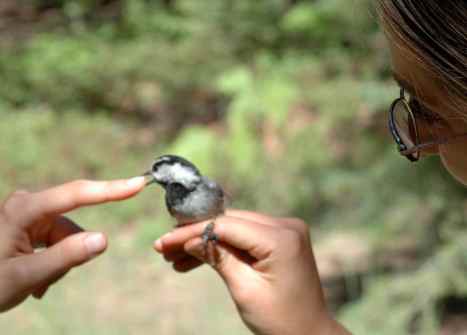 chickadee