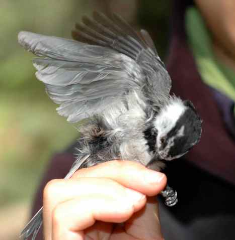 chickadee2