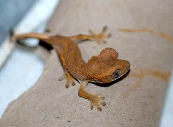 geckos_May1