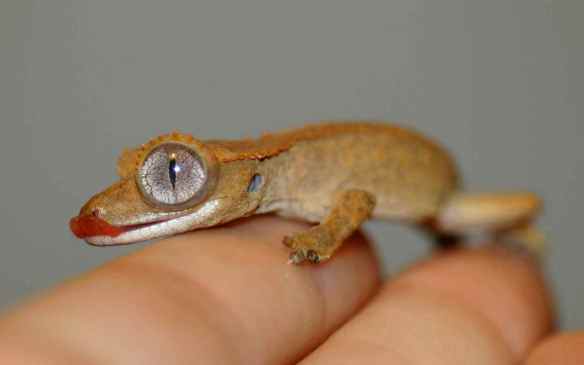 geckos_May2