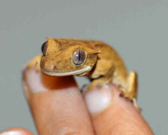 geckos_October2