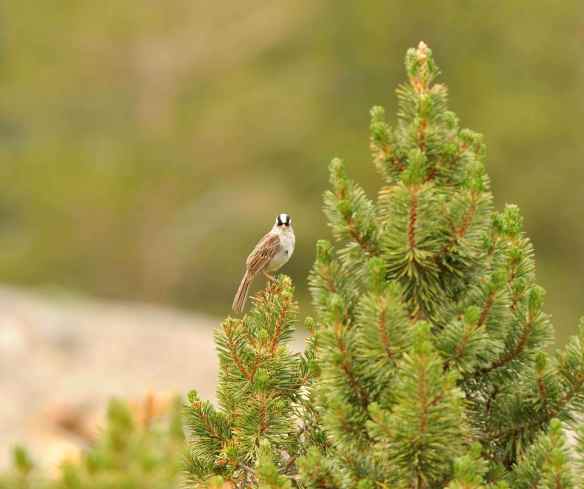 White-crowned Sparrow at about 10,000 ft above sea level. Photo by M. LaBarbera