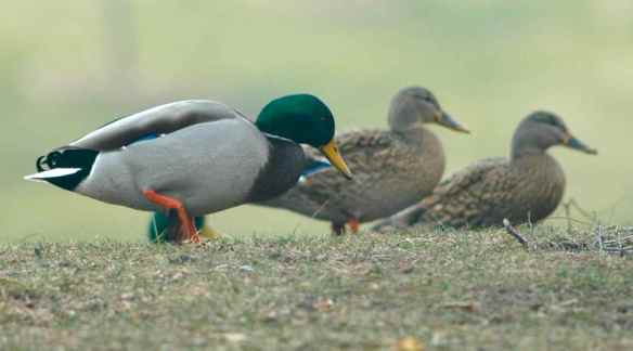 Mallards on land in Chicago in December.