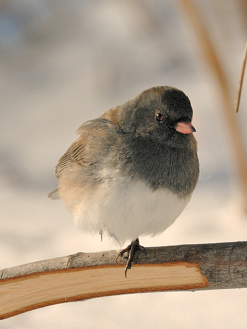 Dark-eyed Junco at zero degrees Fahrenheit, standing on one leg to tuck the other into her down. Photo by Pete Zarria