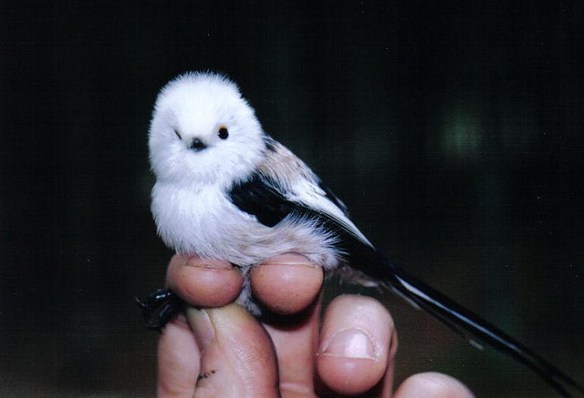 Long-tailed Tit. Photo by Rich Mooney