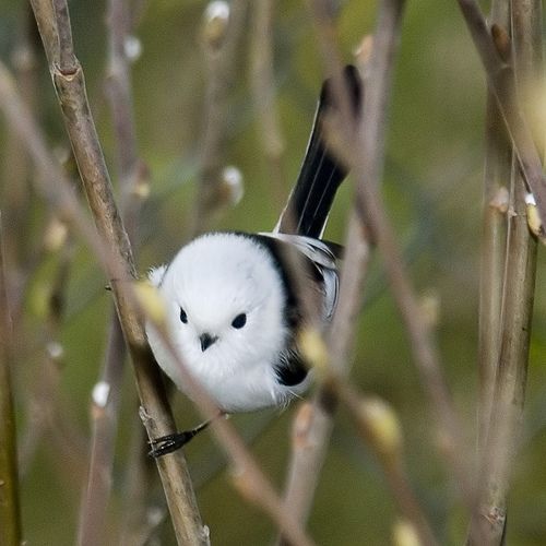 Okay, last Long-tailed Tit photo. I just love these little guys. Photo by Sergey Yeliseev