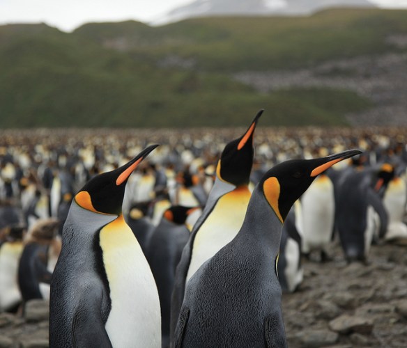 King Penguin mini-conference at the colony. Photo by Liam Quinn.