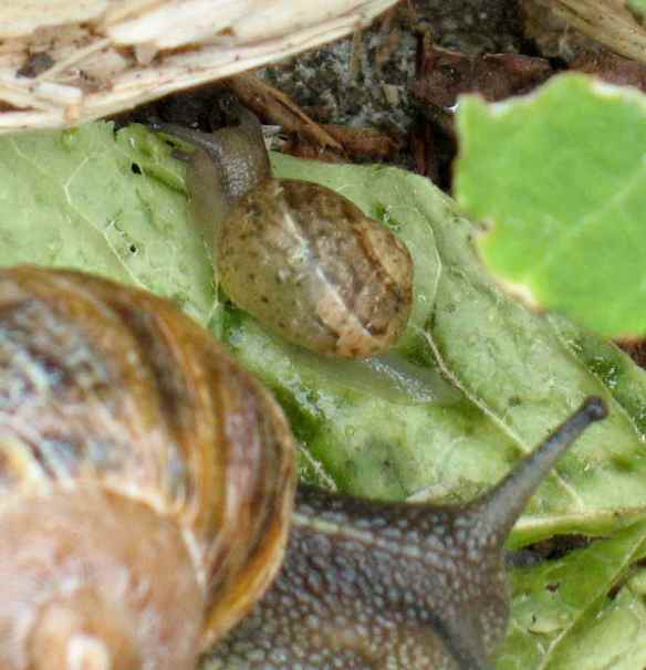 snails16