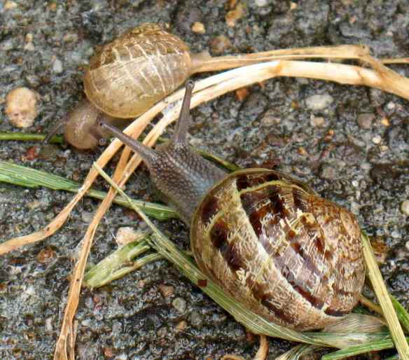 snails4
