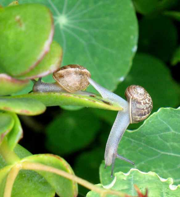 snails6