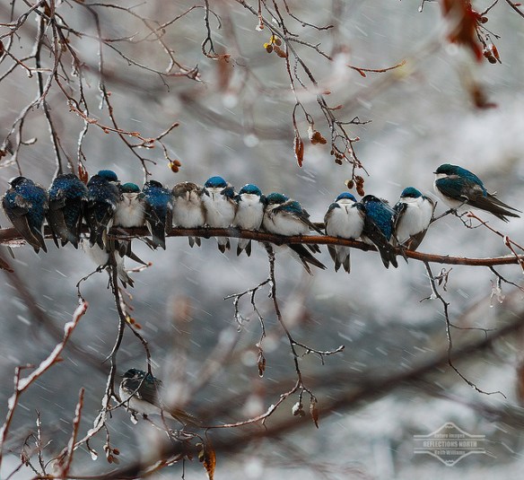 Very cold Tree Swallows. Photo by Keith Williams