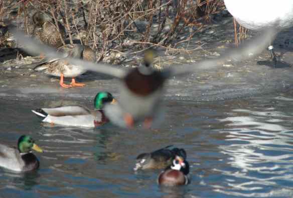 Sorry everyone, someone flew in front of the picture.