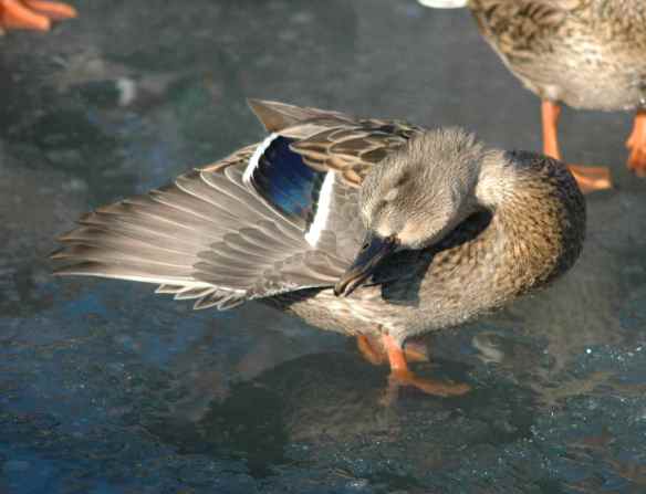 Female Mallard: lovely coy pose, but blinked.