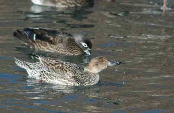 Female Mallard (and female Wood Duck): not sure how to say this, but you're drooling...