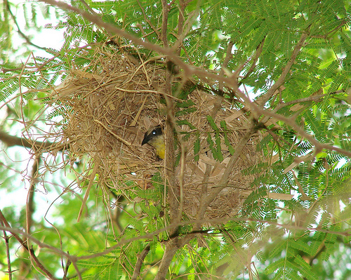 Bananaquit inside its nest: cozy! Photo by barloventomagico