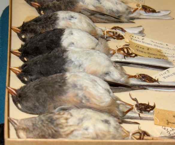 Dark-eyed Junco specimens that I have measured