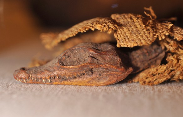 Mummified crocodile, for Sobek.OIM 701. Photo by M. LaBarbera