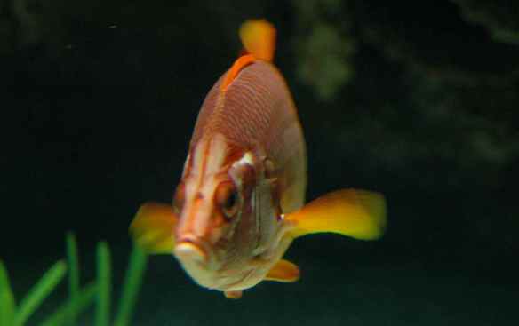 Judgmental fish thinks you will definitely forget what that file name means.