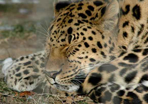 Leopards do not go to the library.