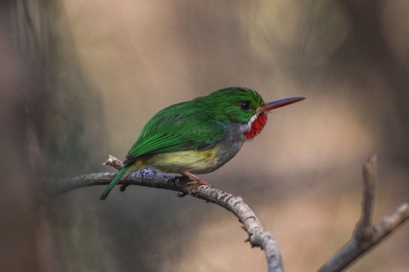 Puerto Rican Tody. Photo by Ron Knight