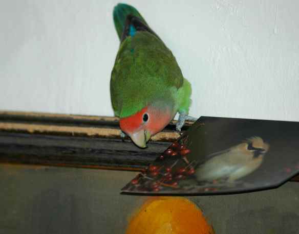 See? When Jesse leaves Sam alone, she starts checking out other birds!