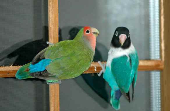 You wouldn't need helmets if you could bend your neck sideways and turn your head almost all the way around, like us![Note: the lovebirds clearly do not understand the function of helmets. Ignore them.]