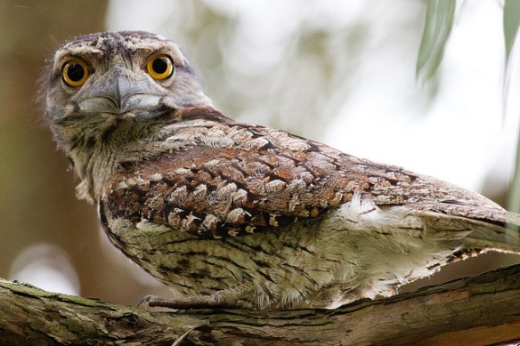 Tawny Frogmouth. Photo by Frankzed