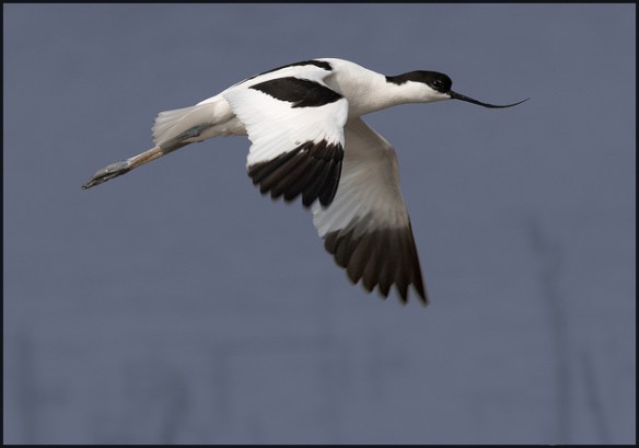 Pied Avocet. Photo by Michael Brace
