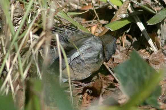 I am not sure what this female was doing...