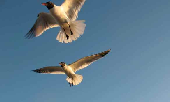 Laughing Gulls in flight
