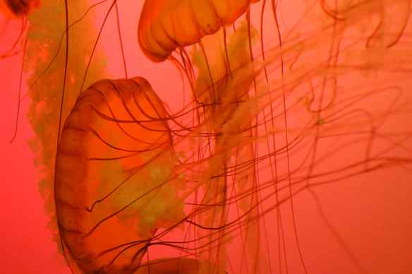 Air-jellyfish floating in a pink sunset.(Or, Northeast Pacific sea nettle in an artistically-lit tank at the Shedd Aquarium.)