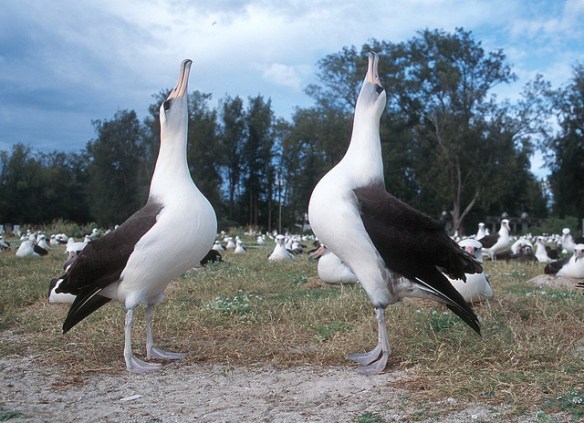 Laysan Albatross pair performing courtship dance. Photo by Michael Lusk.