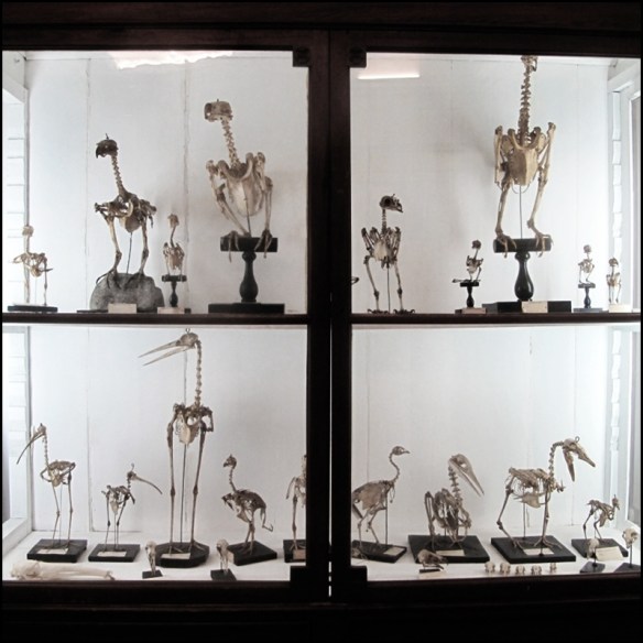 Lots of bird skeletons. Photo by Incognita Nom de Plume