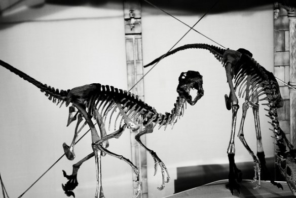 Not necessarily the direct ancestors of birds; simply examples of somewhat bird-shaped but non-flying organisms. Photo by Philip Cohn