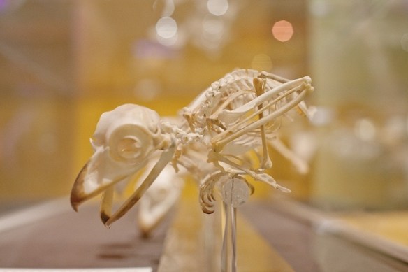Skeleton of an unknown bird. Photo by Fiona Harding
