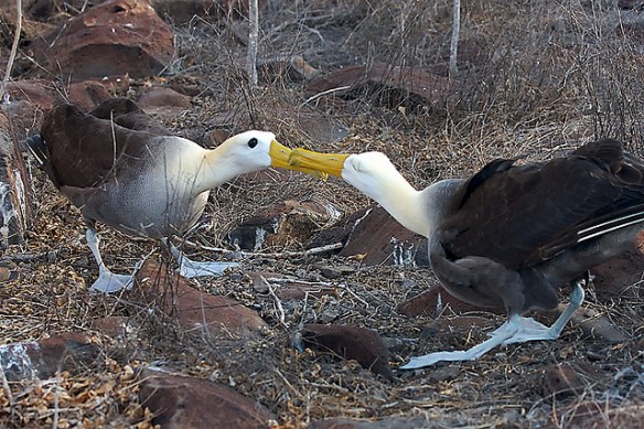 Waved Albatross dancing. Photo by Aaron Logan.