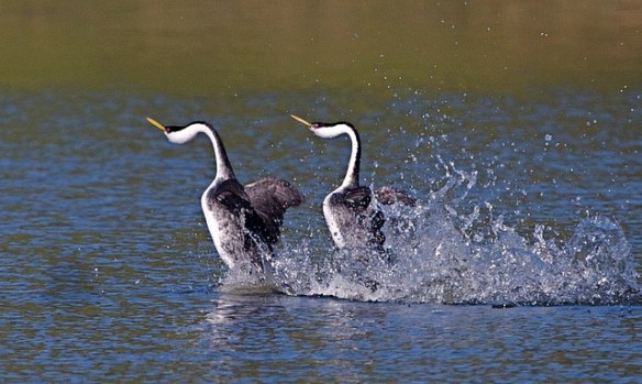 Western Grebes performing courtship dance. Photo by Teddy Llovet.