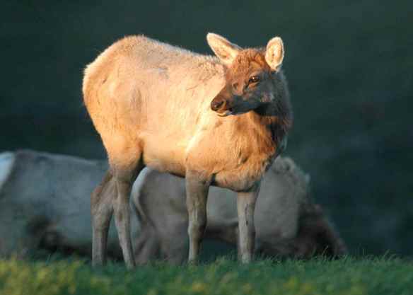 "This applicant is, personally, the sole reason why we haven't solved deforestation and climate change! Not only shouldn't we give her money, we should actually steal money from her when she isn't looking! Come on, Review Committee, who's with me?"