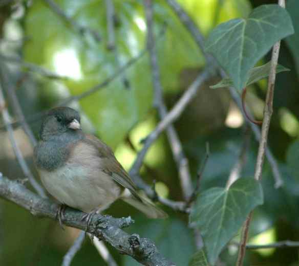 Your FACE is a mentally empty drone!