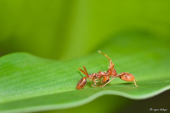 Hello, fellow ant. Oh, why am I carrying one of your dead sisters in my jaws? Well, she - sadly - died on her own, and, you know, wouldn't want to waste... Yeah, why don't you come closer to help me carry her...(Ant-mimic spider carrying its prey, an ant. Photo by Vipin Baliga.)
