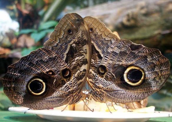 Big hungry sharp-talons owl! Woo-woo!(Butterflies; photo by Anna Hesser.)