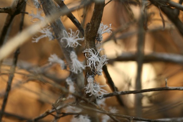 Pretty little white flowers! Yes we are. What- We're not creepy! Okay, maybe we're lichen then.(Flatid leaf-bug nymphs; photo by David d'O.)