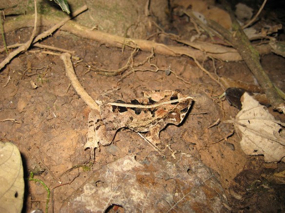 Totally a dead leaf.(Frog; photo by Paul Williams.)