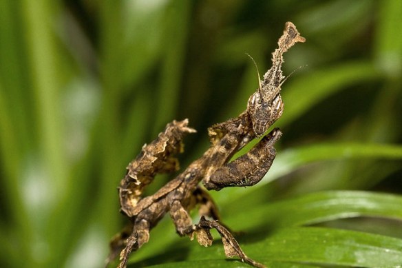 I'm kind of a scary dead leaf. You should be uninterested AND intimidated.(Ghost mantis; photo by Frupus.)