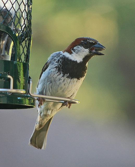 You talkin' to me?Photo by Alexandra MacKenzie