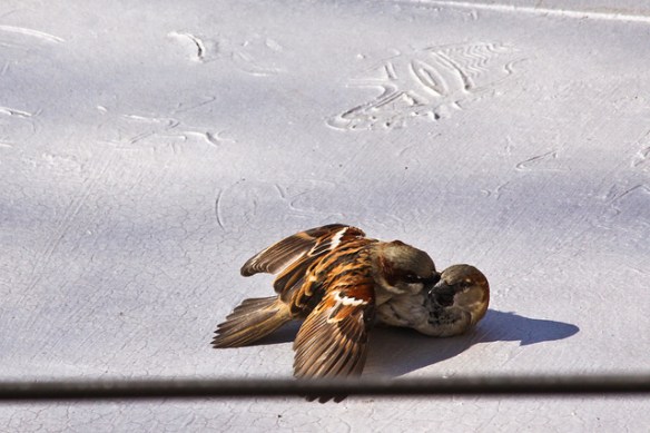 Take that!Photo by Jessica Lucia