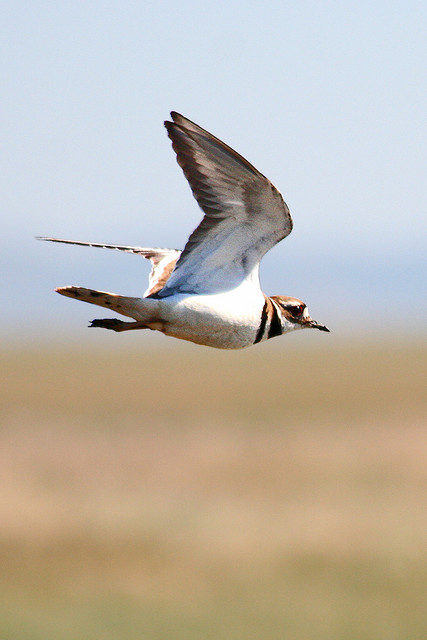 APRIL FOOLS! I'm fine!(Photo by Don Linville)