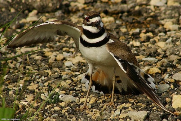 Look how broken my wing is! Are you looking? Ooh, it stings!(Photo by Glenn Loos-Austin)
