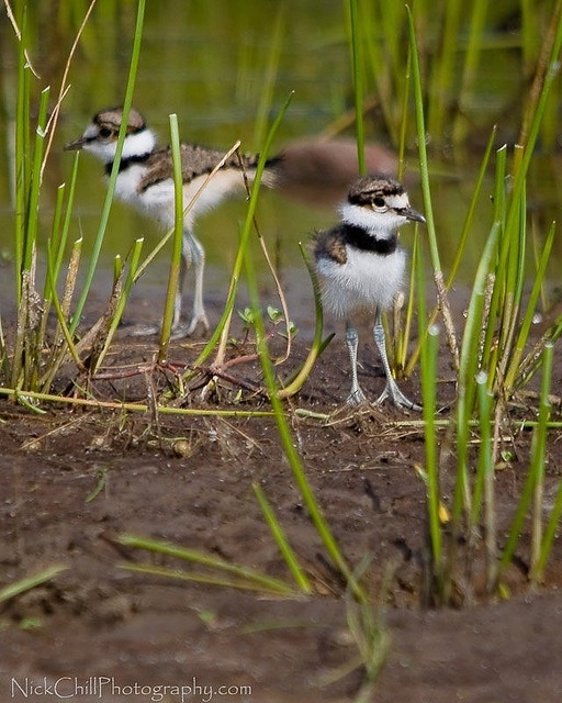 Killdeer chicks.Photo by Nick Chill Photography