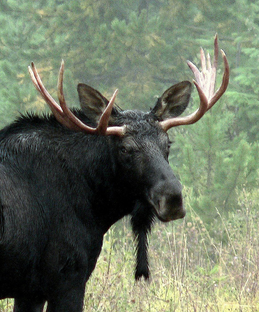 This is not a very tough moose.Photo by Gary Beck